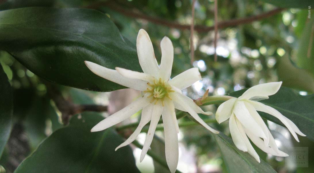 Star Anise Whole Buy in Bulk