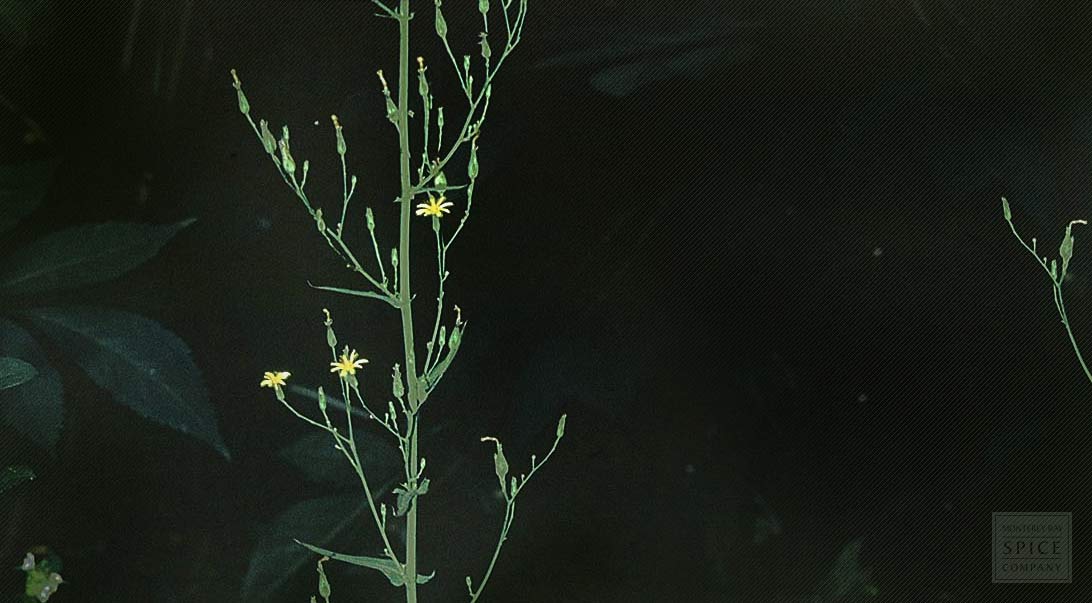 Wild lettuce herb