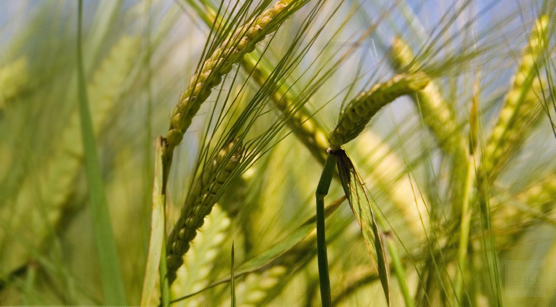Barley Grass And Barley Grass For Fiber