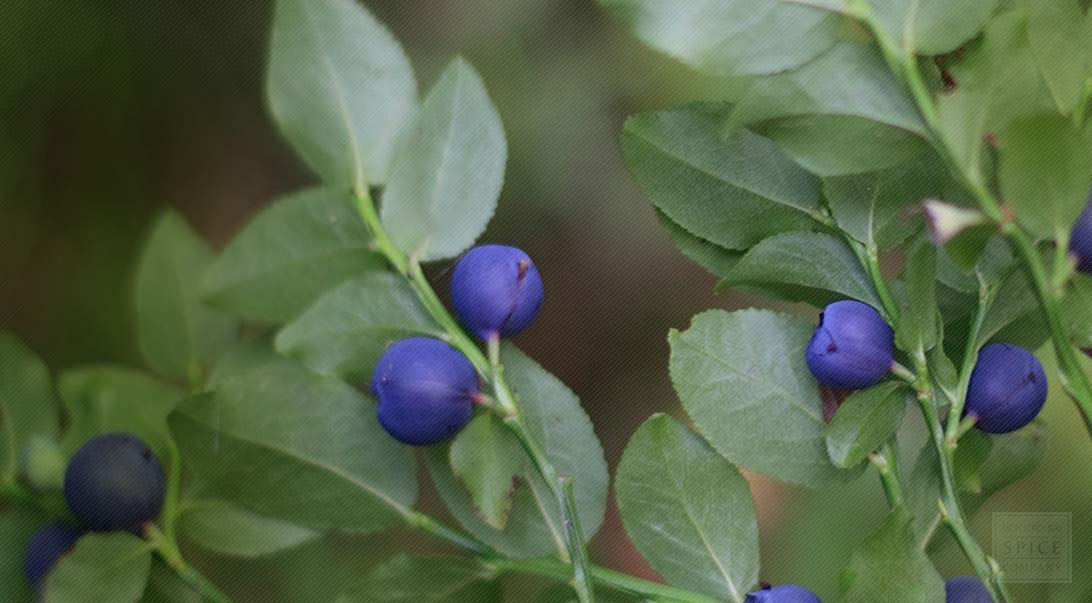 bulk bilberry and bilberry for vision