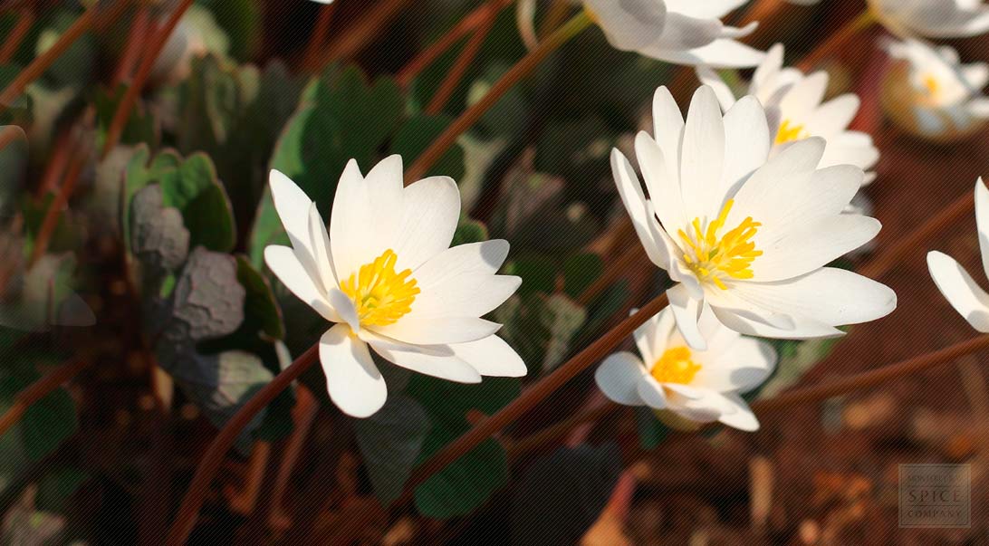 blood root bloodroot information herbco