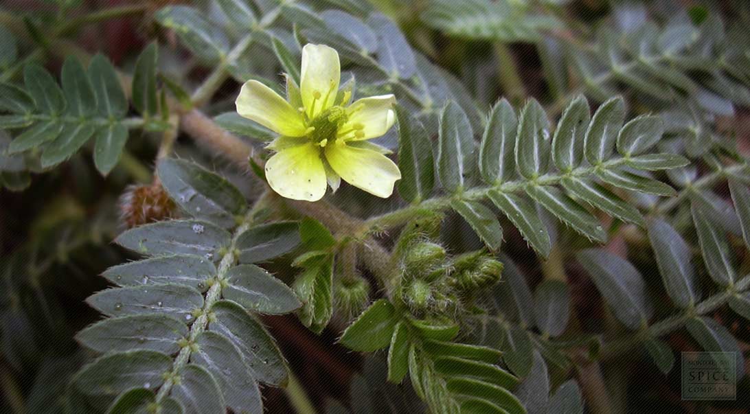 caltrop, or Puncturevine, Tribulus terrestris in fruit and flower Widespread weedTurkey Stock Photo - Alamy