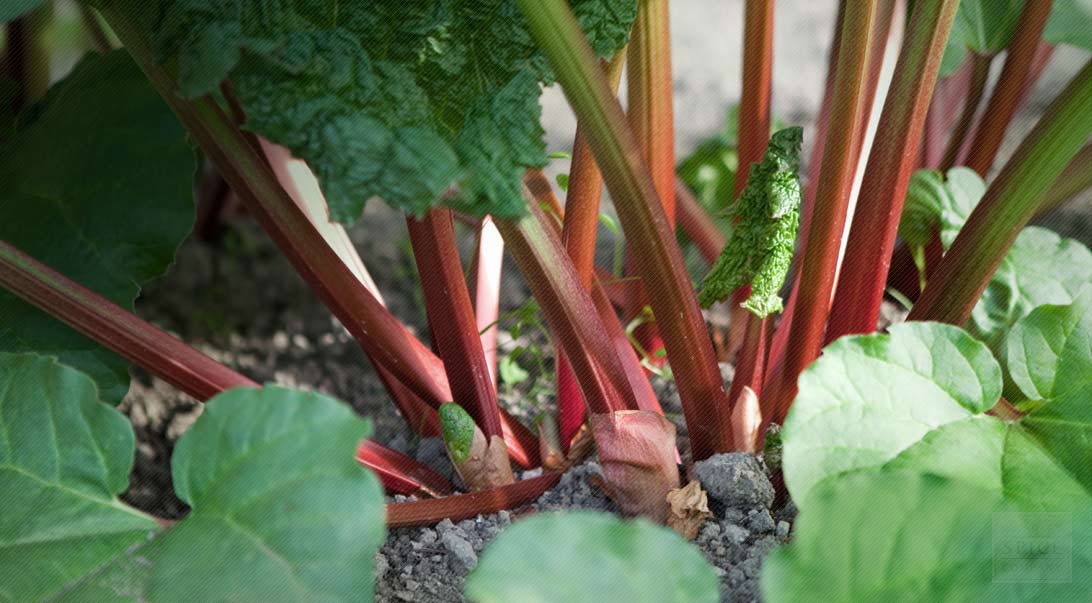 Monterey Bay Spice Co. - Turkey rhubarb