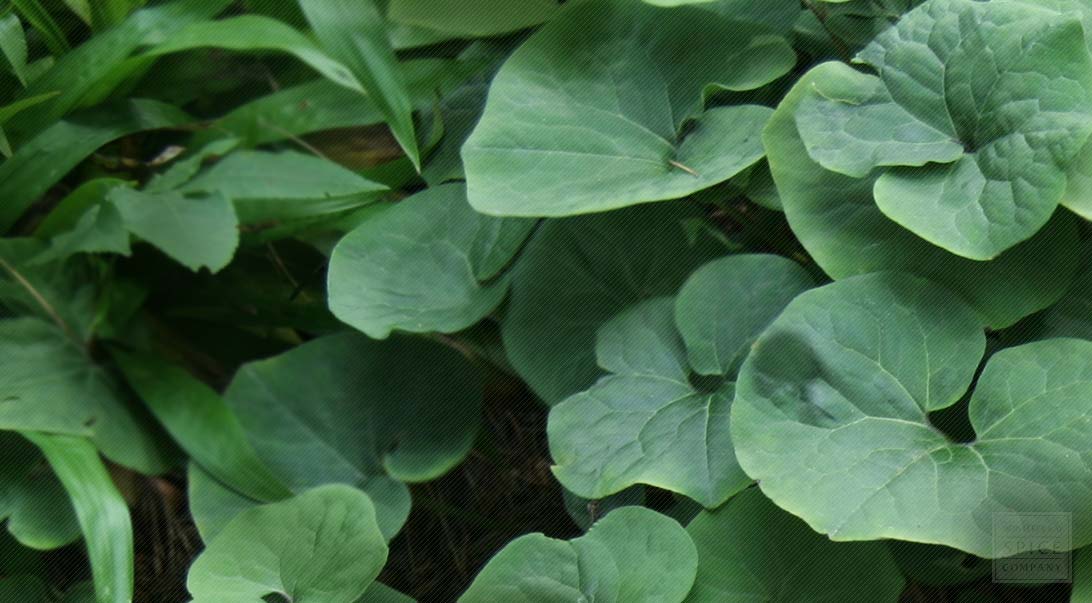 Canadian snakeroot Native Habitat Information Buy in Bulk