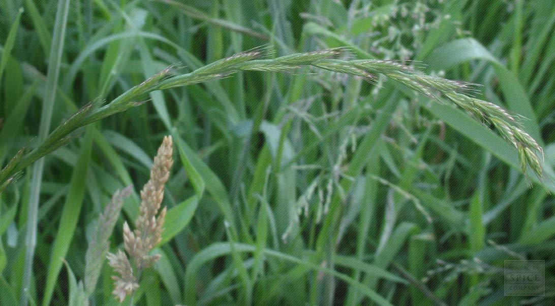 Monterey Bay Spice Co. Couchgrass