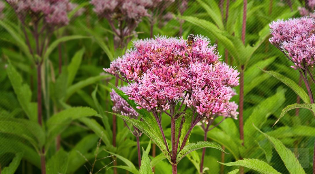 Queen Of The Meadow Plant