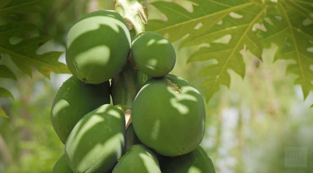 Papaya Leaf as a Digestive Aid and Papaya Leaf for Ulcer Prevention.