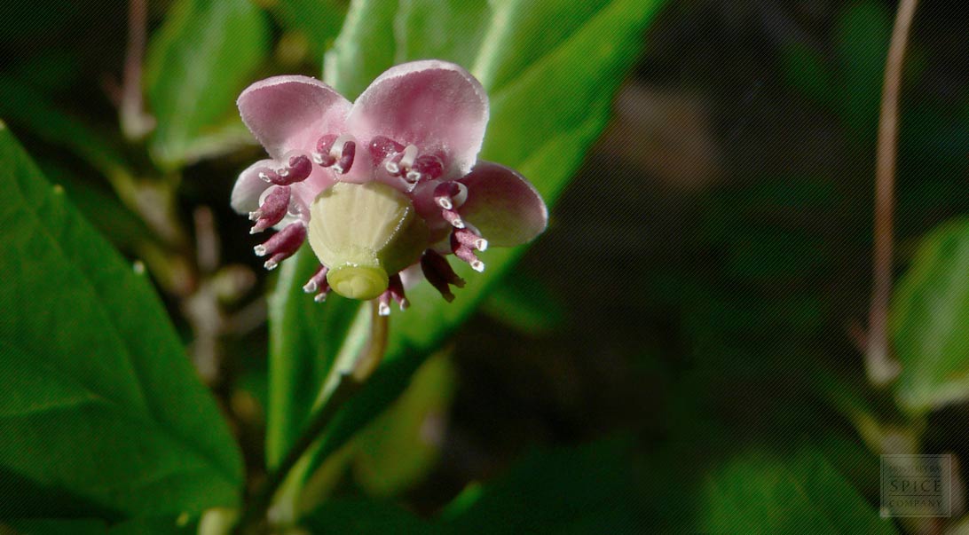 Pipsissewa