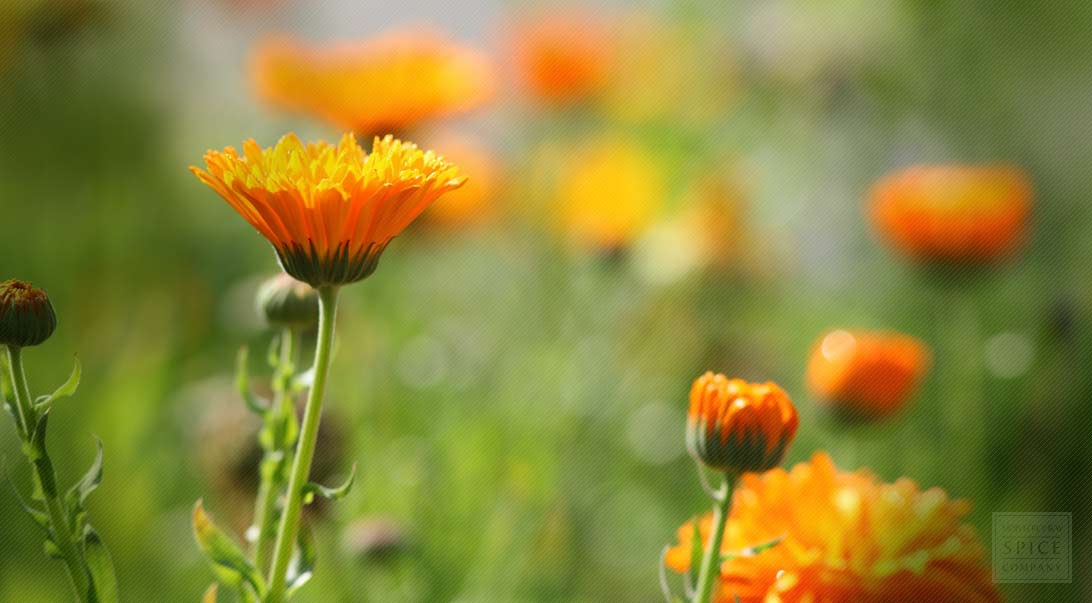 Marigold (calendula)