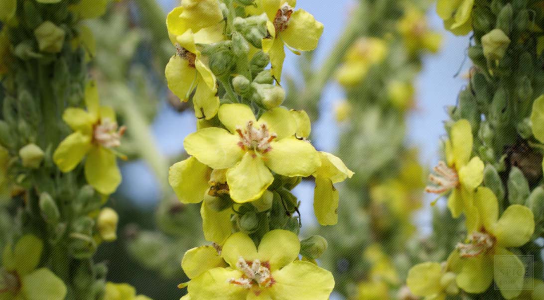 Making The Most Of Mullein Buy Bulk Mullein