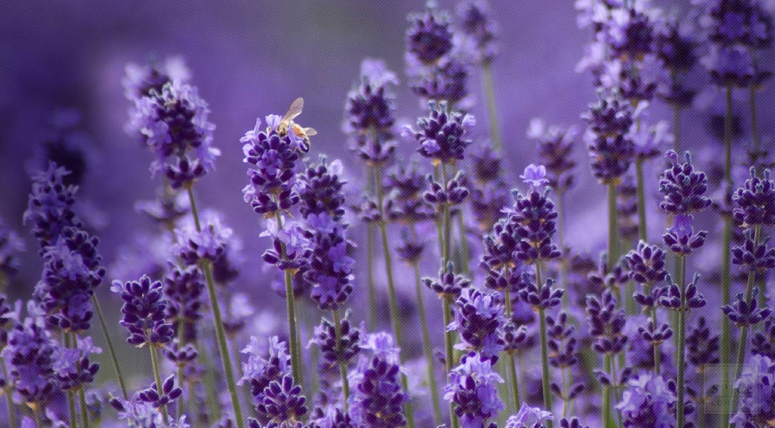 Lavender Flower And How To Make Lavender Water
