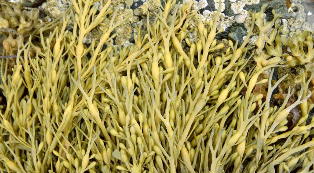 buy seaweed in bulk