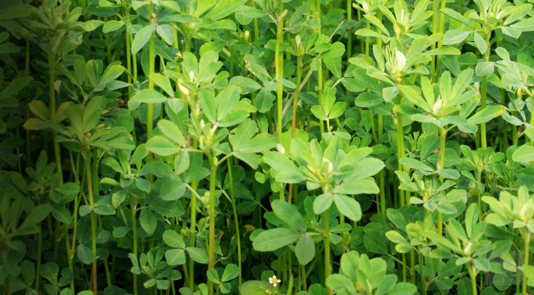 How do you grow a fenugreek plant?