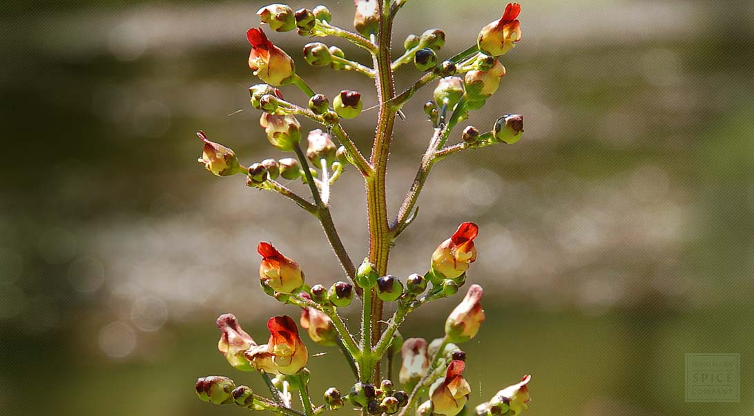 Figwort
