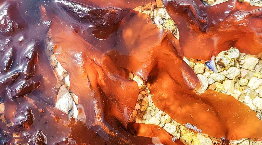 Dulse