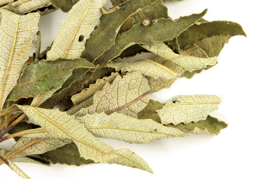 Yerba santa