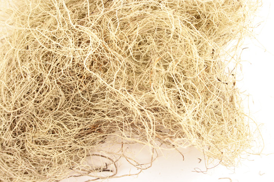 Usnea