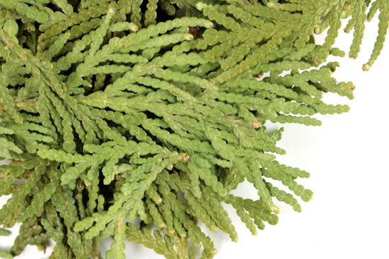 Thuja