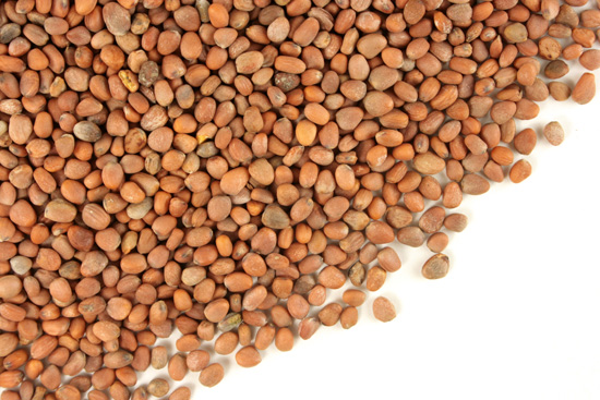 Radish seed