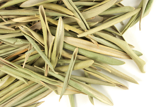 Olive leaf