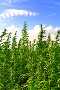 Hemp