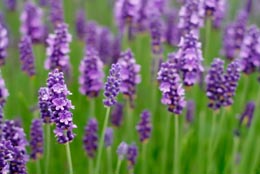 Lavender flowers