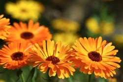 Marigold Flowers