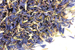 Cornflower