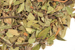 Uva ursi leaf, whole