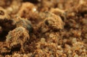 Jamaican Jerk Seasoning spice blend