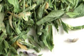 Alfalfa leaf, c/s