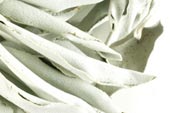Sage white, whole, wild crafted