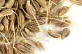 Anise seed, whole