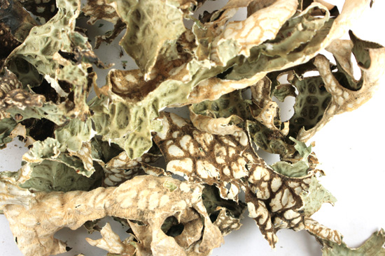 Lungwort lichen, whole
