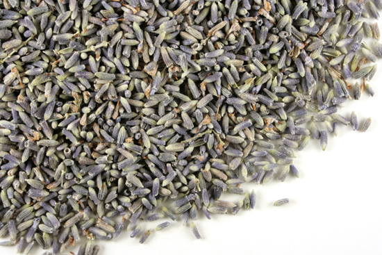 Lavender flower (Ultra), strong blue color
