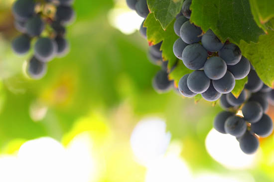 Grapeseed Oil