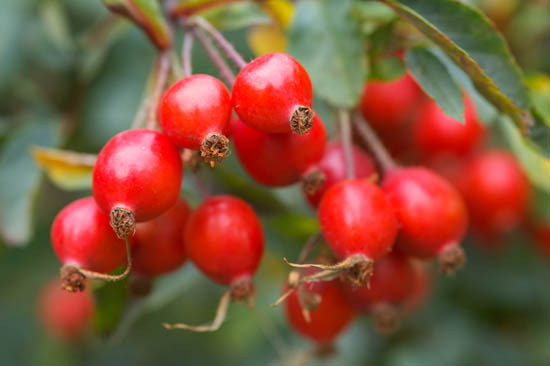 Rose hip seed Oil