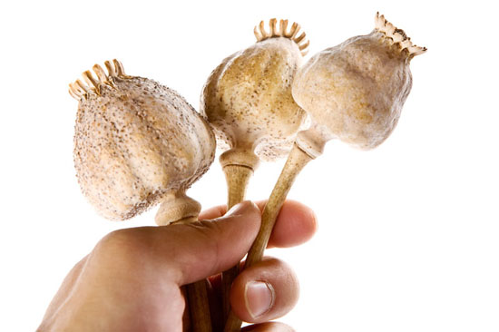 Poppy Pods, Mammoth