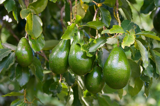 Avocado Oil