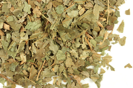 Witch hazel leaf, c/s, wild crafted