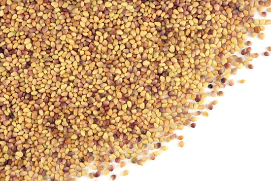 Red clover seed, whole Organic