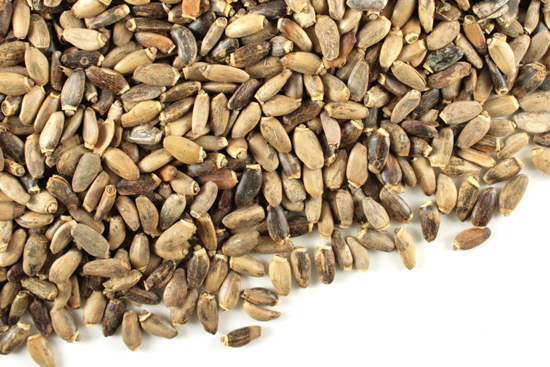 Milk thistle seed, whole Organic