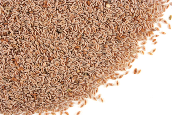 Psyllium seed , whole