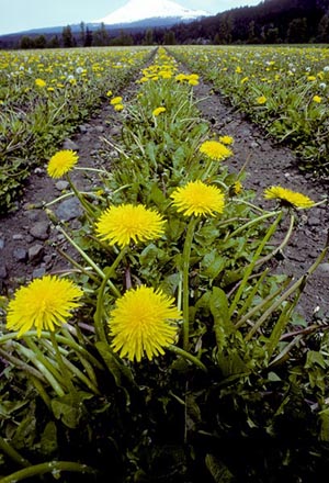 Dandelion plants