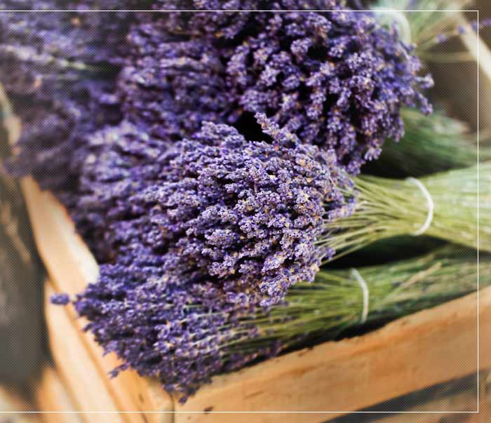 Monterey Bay Spice Co ~ Bulk Lavender Flowers
