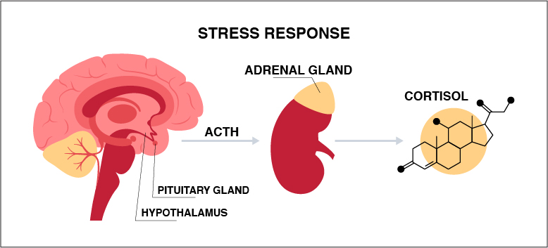 Infographic of how the brain and body respond to stress