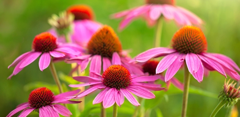 The Benefits of Echinacea: What you Need to Know