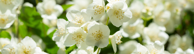 Herbal Insights Deep Dive: The Basics & Benefits of Jasmine