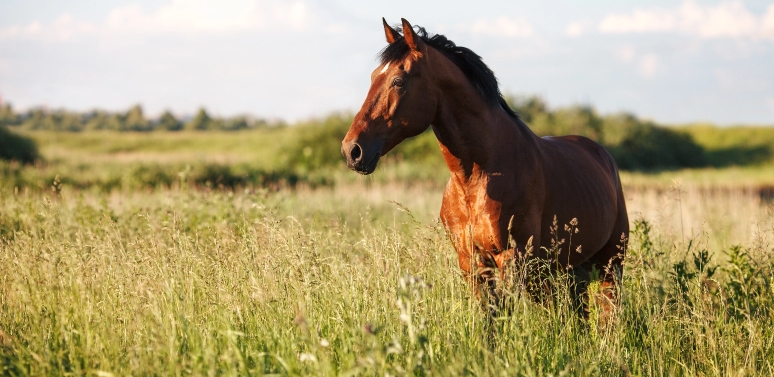 Three Herbs to Calm Healthy Horses