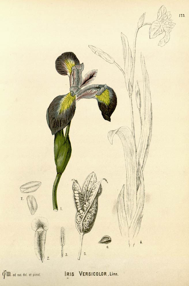 Blue Flag Root Medicinal Properties and Growth Habitat.